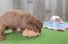 Cute Cavapoo Baby