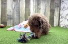Smart Mini Labradoodle Poodle Mix Pup