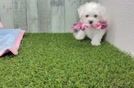 Happy Bichon À Poil Frisé Purebred Puppy