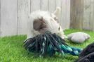 Yorkie Poo Puppy for Adoption