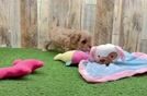 Cavapoo Pup Being Cute