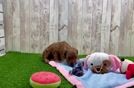 Cavapoo Puppy for Adoption