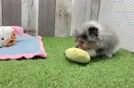Pomeranian Puppy for Adoption