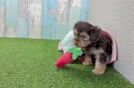 Small Yorkie Poo Baby