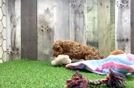 Maltipoo Pup Being Cute