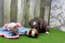 Playful Mini Bernese Poodle Poodle Mix Puppy