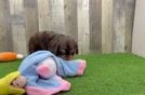 Meet Bosa - our Cavapoo Puppy Video