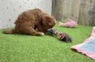 Cavapoo Puppy for Adoption
