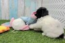 Fluffy Havapoo Poodle Mix Pup