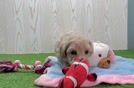 Playful Malt a Poo Poodle Mix Puppy
