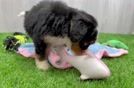 Best Mini Bernedoodle Baby