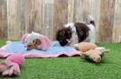 Meet Diaz - our Havanese Puppy Video
