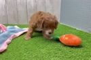 Fluffy Cavapoo Poodle Mix Pup