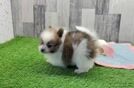Pomeranian Puppy for Adoption