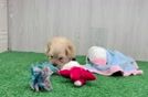 Funny Maltipoo Poodle Mix Pup