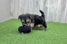 Meet Eric - our Morkie Puppy Video
