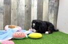 Meet Migo - our Mini Bernedoodle Puppy Video