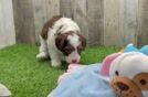 Smart Mini Aussiedoodle Poodle Mix Pup