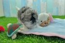 Maltipoo Puppy for Adoption