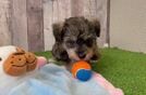 Best Mini Schnoodle Baby