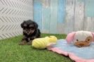 Meet Marianne - our Cavapoo Puppy Video