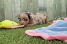 Energetic Aussiepoo Poodle Mix Puppy