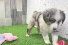 Popular Mini Aussie Purebred Pup