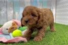 Cute Cavoodle Poodle Mix Puppy