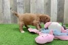 Cavapoo Pup Being Cute