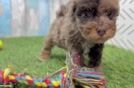 Havapoo Puppy for Adoption