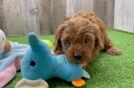 Cavapoo Puppy for Adoption