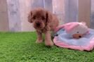 Best Cavapoo Baby