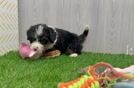 Playful Mini Bernese Poodle Poodle Mix Puppy