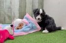 Aussiechon Puppy for Adoption
