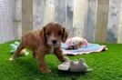 Meet Oslo - our Cavapoo Puppy Video