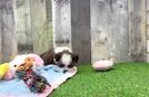 Meet Becky - our Teddy Bear Puppy Video