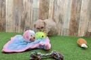 Adorable Malt a Poo Poodle Mix Puppy