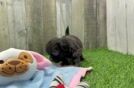Meet Daffy - our Shih Poo Puppy Video  - Florida Fur Babies Adorable Shih Poo Poodle Mix Puppy