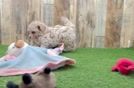 Popular Maltipoo Poodle Mix Pup
