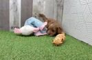 Funny Cavapoo Poodle Mix Pup