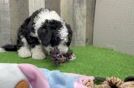 Mini Sheepadoodle Puppy for Adoption