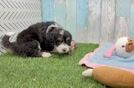 Mini Bernedoodle Puppy for Adoption