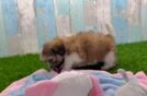 Shih Tzu Puppy for Adoption