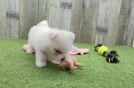 Playful Maltese Purebred Pup