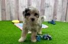 Mini Aussiedoodle Puppy for Adoption