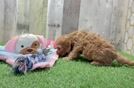 Best Cavapoo Baby