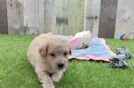 Little Bichpoo Poodle Mix Puppy