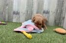 Funny Cavapoo Poodle Mix Pup