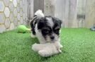 Meet Oreo - our Teddy Bear Puppy Video