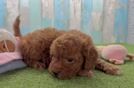 Adorable Cavalier King Charles Spaniel and Poodle Mix Poodle Mix Puppy